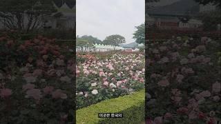 두부랑 삼척 장미공원 축제 다녀왔어요^^ 랙돌#고양이#귀촌생활#반려동물#삼척#꽃축제#동해
