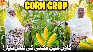 Ami Jan Explore Corn Crop in Village  Makai Tayar Ho Gai || Humare Ami Abu