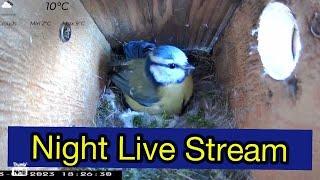 30/4/23 NIGHT STREAM Blue tit nest 4 eggs live stream uk