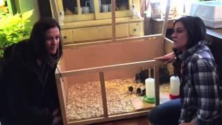 Setting up a Brooder Box for chicks