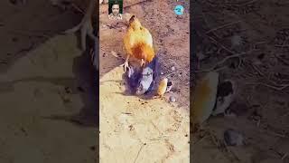  Hen Defends Her Chicks Against a Sneaky Crow! 