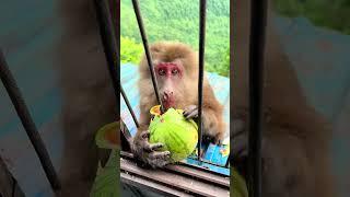 See how this smart monkey fooled people, 