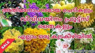 വിവിധയിനം ഫ്രൂട്ട്സ് തൈകളും ഫ്ലവറിങ് ചെടികളും ഒരു കുടകീഴിയിൽ🪴 #evergreen_media_vlog