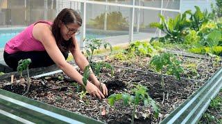 STOP Burying Your Tomato Plants! Do This Instead