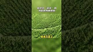 如此浪漫的赶花现场《26县纪事》还有很多 #二十六县纪事的共富密码