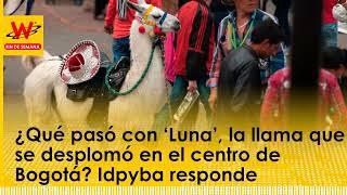 ¿Qué pasó con ‘Luna’, la llama que se desplomó en el centro de Bogotá? Idpyba responde