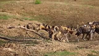 شاهد كيف الكلاب البرية تفترس الغزال //Watch how wild dogs prey on deer