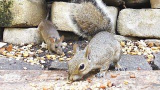 Baby Rats Chase Squirrel FYV