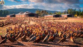 Pheasant Farm - How American Farmers Raise Millions of Pheasants | Pheasant Processing Factory