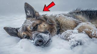 Frozen German Shepherd Begs to Enter the House. What the Man Discovers Changes Everything