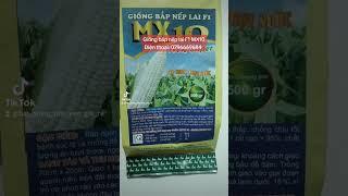 Giống ngô ( bắp ) nếp lai F1 Mx10 New Super