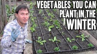 Vegetables You Can Plant in the Winter to Garden Year Round