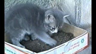 Little cat real keen to tidy up!