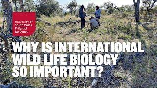 Why Is International Wildlife Biology So Important? | University Of South Wales