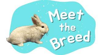 Czech Frosty Rabbit | Meet the Breed - Episode 2