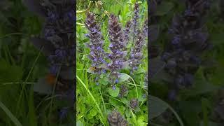 Beautiful and noisy bee is happy :) #shorts #flower #bee