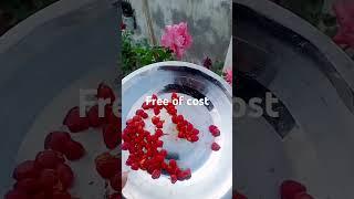 Terrace gardening #flower fruits# vegetable# seeds  #nature #  organic fertilizer # kitchen waste