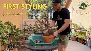 Portulacaria Afra (dwarf jade) Pre-Bonsai First Styling