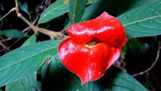 Psychotria Elata Flower of Lips (HD1080p)