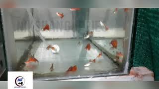 Wild Red