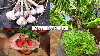 The May Garden - Summer Harvests, Gardening Tips & More