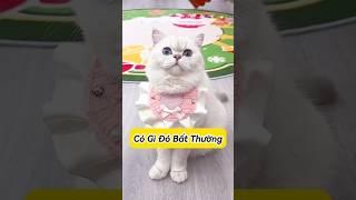  Xuất Hiện Con Vật Kỳ Lạ!  #thúcưng #vậtnuôi #chómèohàihước #funny #pets #cat #cute