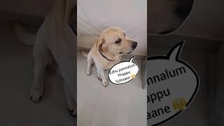 Saaptadhu oru kuthama #funnyvideos #vadivelu #love #dogshorts #trending #pets #daddy #doglover #fun