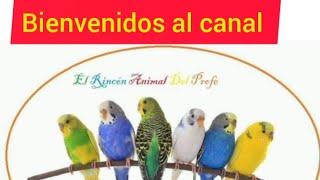 BIENVENIDOS AL CANAL AVIARIO EL RINCÓN DEL PROFE