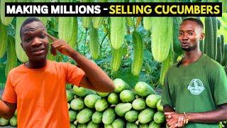 New Goldmine Cucumber Farming in Nigeria