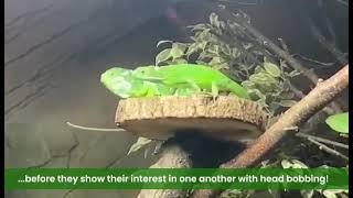 Fiji banded iguana pair at Colchester Zoo