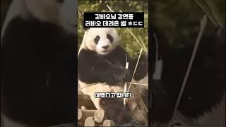 강바오님 러바오 데려온썰 ㅎㄷㄷ #동물 #panda