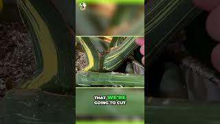 What's The Best Way To Propagate Monstera Thai Constellation