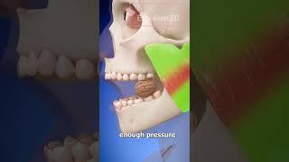 Is Your Tongue the MOST POWERFUL Muscle in Your Body?  #3d #explainer3d