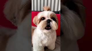 tuk puku dog barking| tukpuku#dogs#tukpuku#puppy