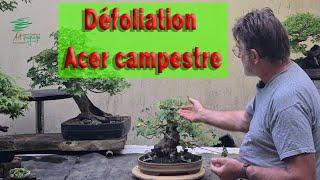 Défoliation sur l'érable Champêtre en #bonsaï