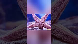 Интересные факты о морских звёздах! #Shorts