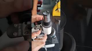 Plant Cell under the Microscope   #science #shorts #trending #viral #scienceexperiment #science
