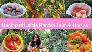 BACKYARD EDIBLE GARDEN TOUR