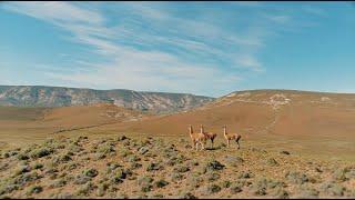 GUANACOS: Research to Conserve | WCS Argentina