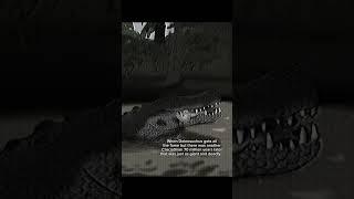 Was this giant Croc deadlier than Deinosuchus? #purussaurus #deinosuchus #crocodile #prehistoric