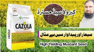 Cazola mustard seed || High yielding Mustard || Agri786