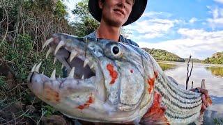 Tiger Fish vs My Fingers!