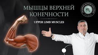 Мышцы верхней конечности / Upper limb muscles