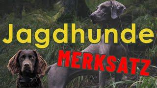 Jagdhunde Merksatz - Jägerprüfung Jagdhundewesen