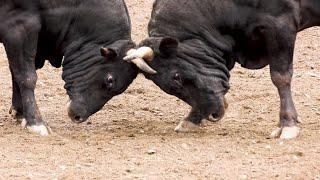 Bull Fighting ##dangerous ##Sandha Fighting