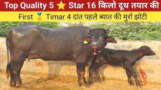 Top Quality 5 ⭐ Star 16 किलो दूध तयार की , First  Timar 4 दांत पहले ब्यात की झोटी ,