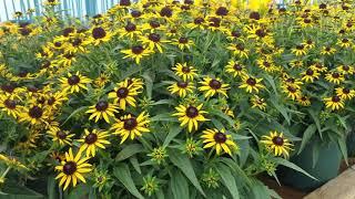 Rudbeckia Little Goldstar (Black-Eyed Susan)