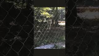 A reel of our time at Lakota Wolf Preserve