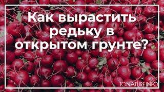 Как вырастить редьку в открытом грунте? | toNature.Info