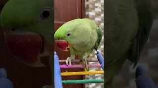 Mummy Mithu #parrot #shortvideo #birds #cutebird #talkingparrot #pets #youtubeshorts #shortsfeed